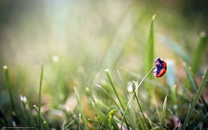 ladybug on a blade of grass