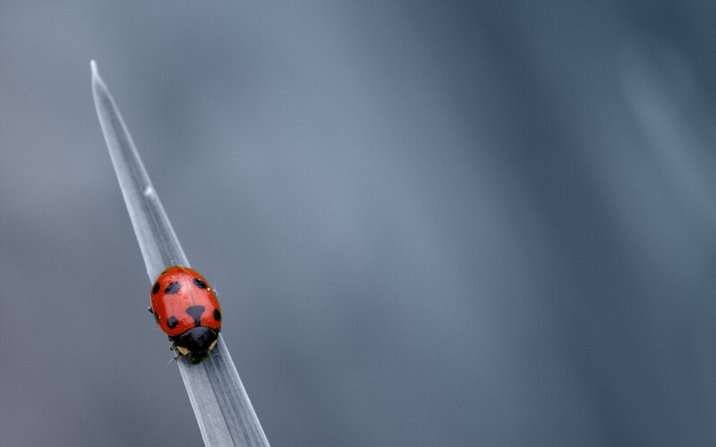 ladybug on a blade of grass