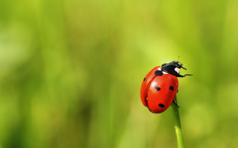 ladybug on a blade of grass