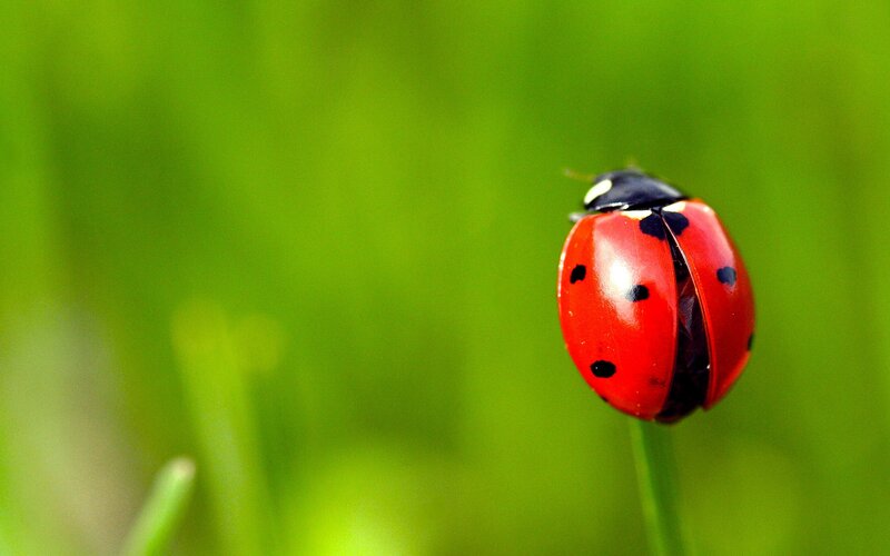 Ladybug on a blade of grass