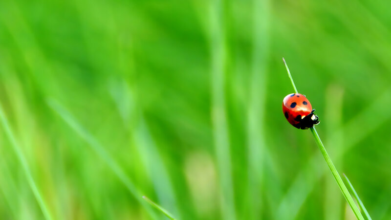 ladybug on a blade of grass