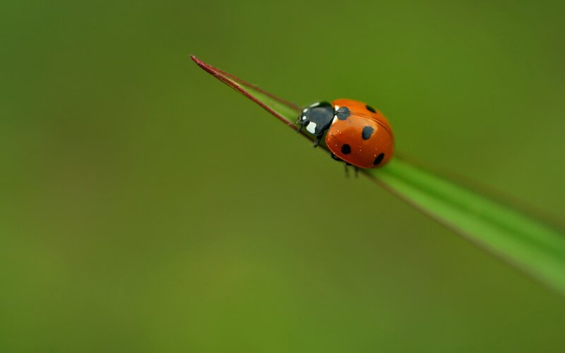 ladybug on a blade of grass