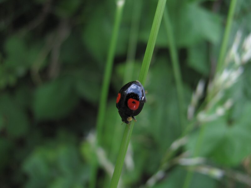 ladybug on a blade of grass