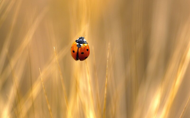 ladybug on a blade of grass
