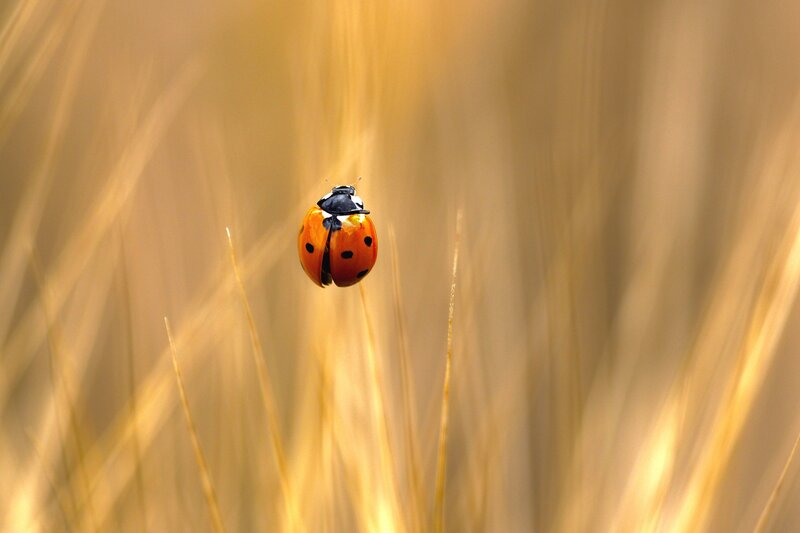 Ladybug on a blade of grass