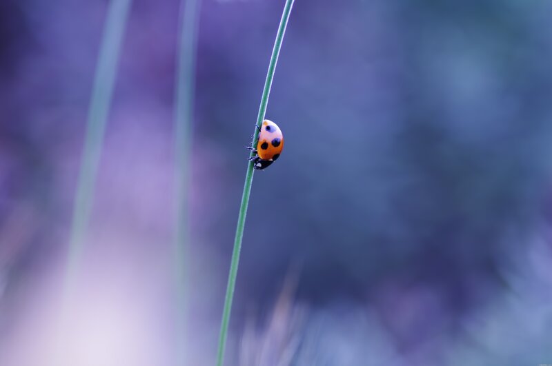 ladybug on a blade of grass