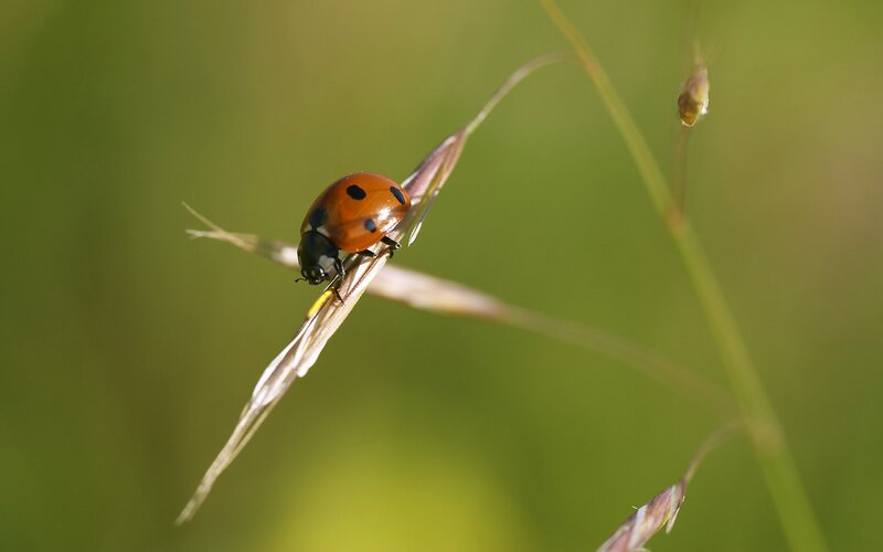 ladybug on a blade of grass
