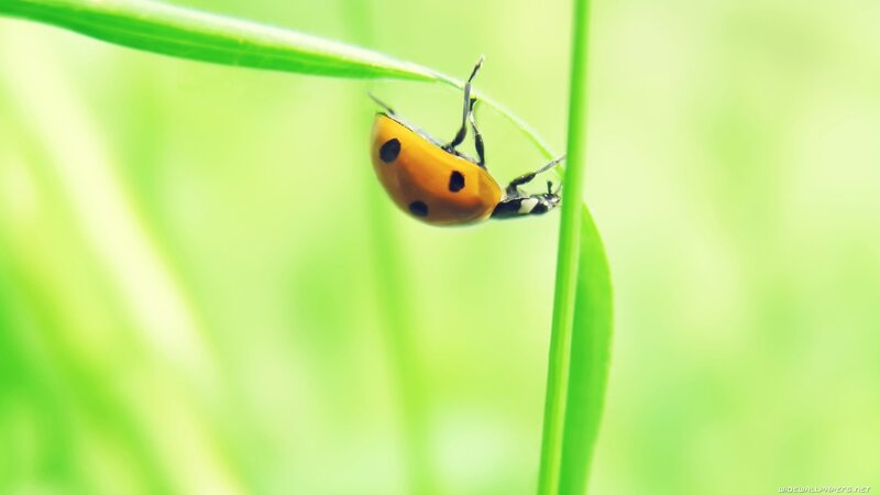 ladybug on a blade of grass