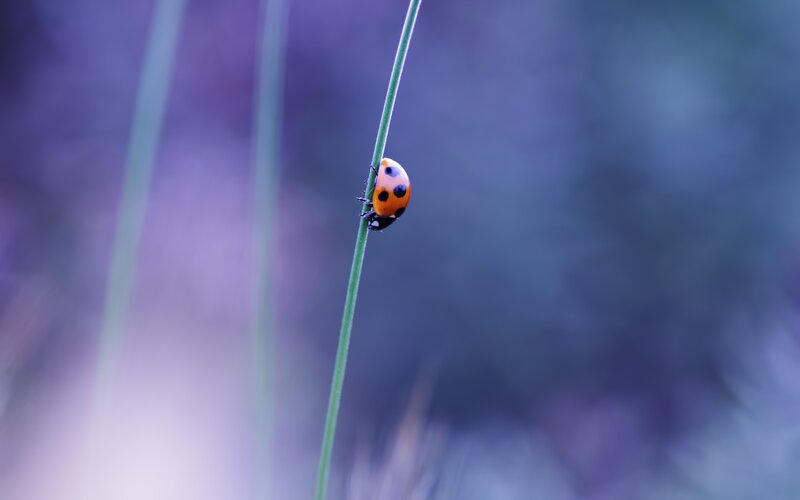 Ladybug on a blade of grass