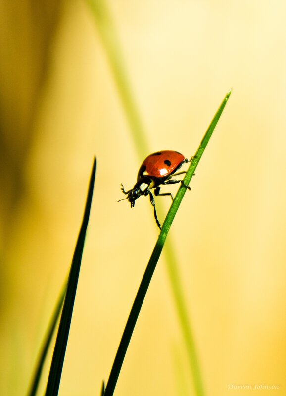 Ladybug on a blade of grass
