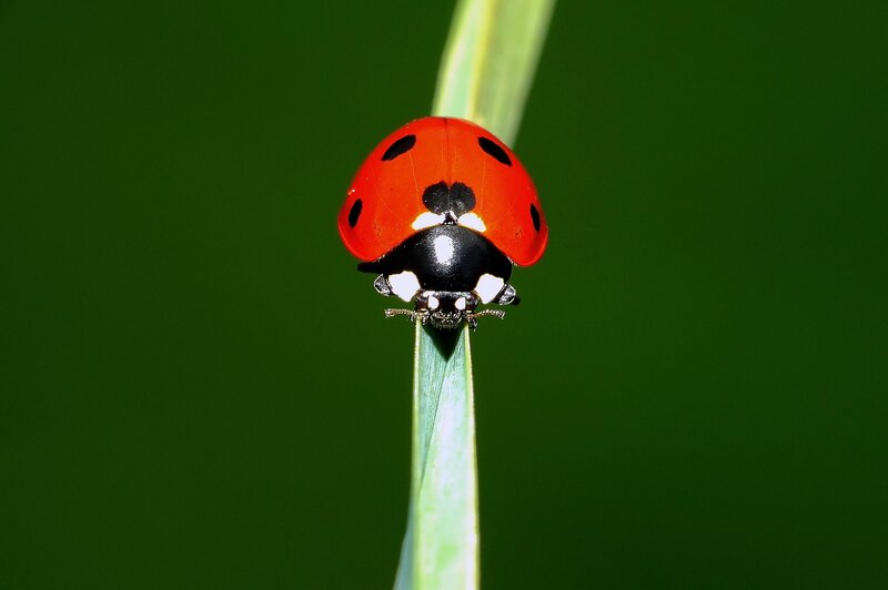 ladybug on a blade of grass