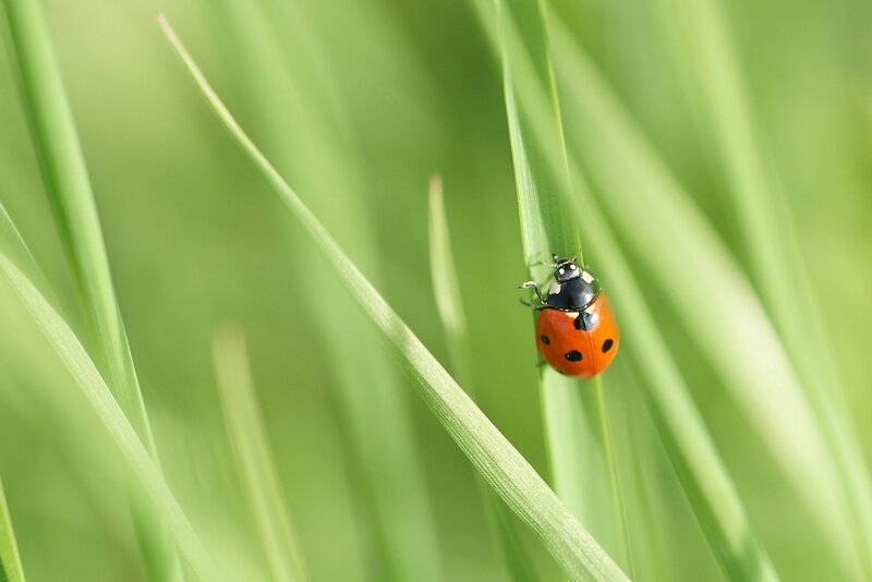 Ladybug on a blade of grass
