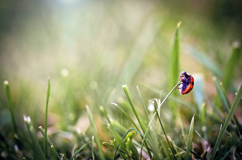 ladybug on a blade of grass