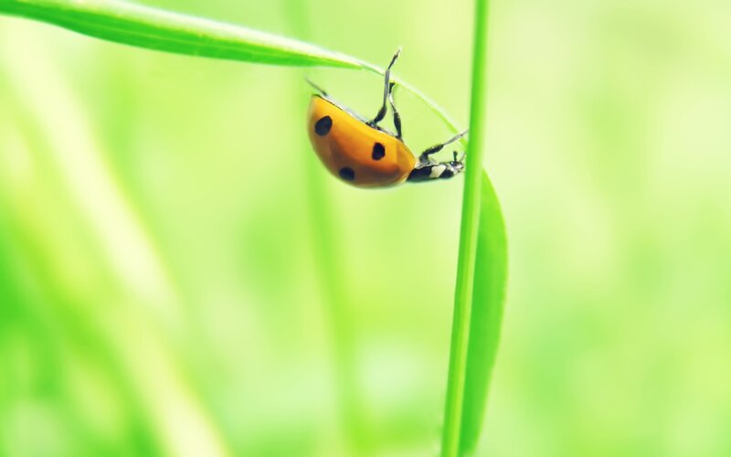 ladybug on a blade of grass