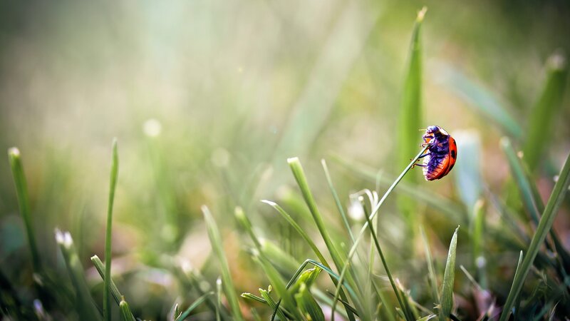 ladybug on a blade of grass