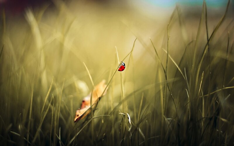 Ladybug on a blade of grass
