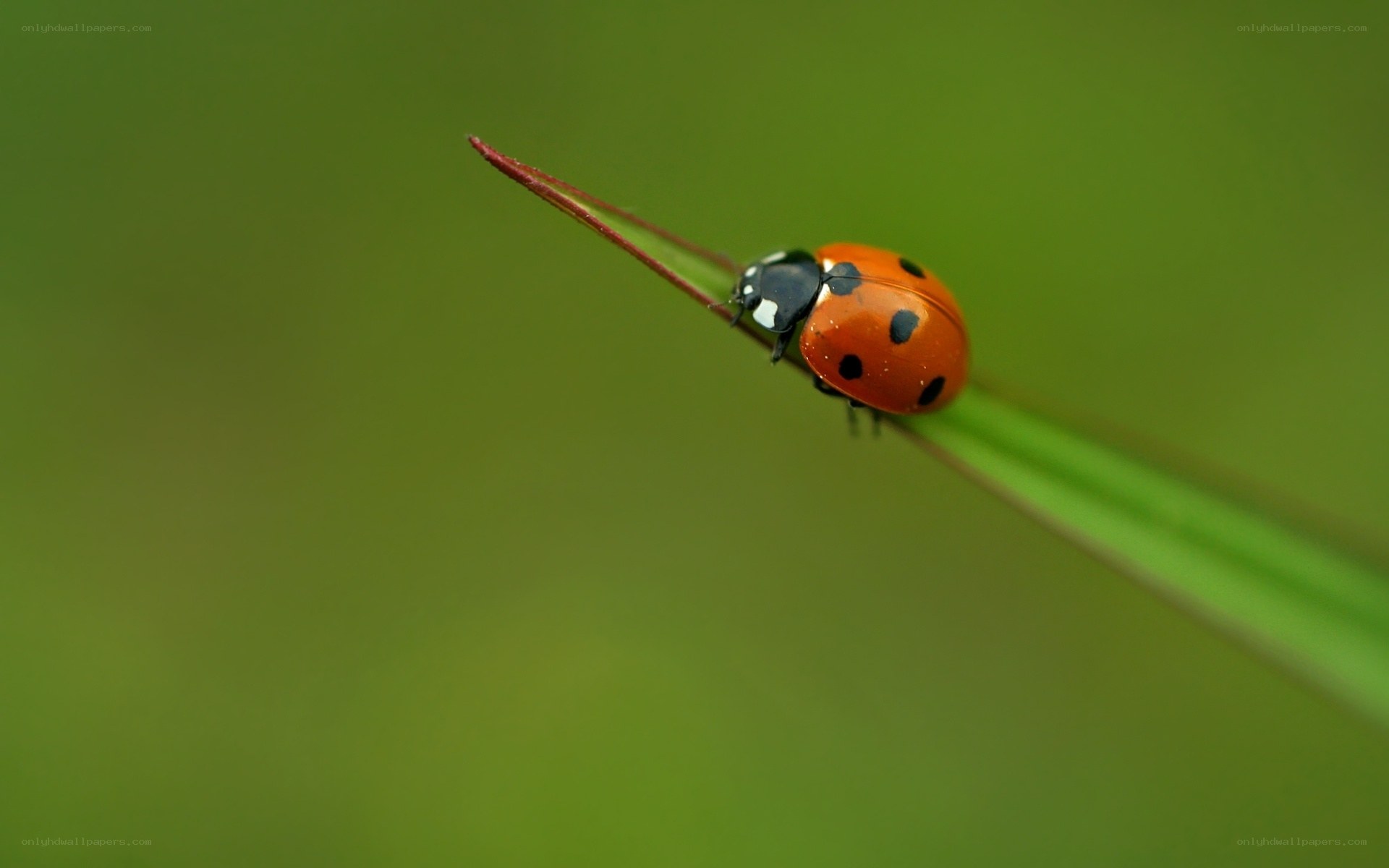 Ladybug on a blade of grass
