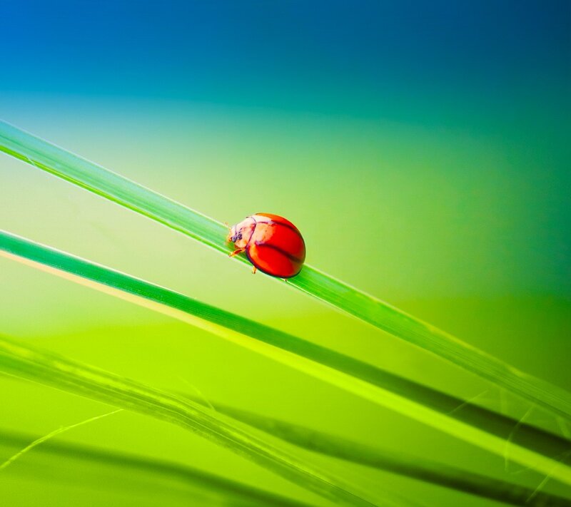 ladybug on a blade of grass