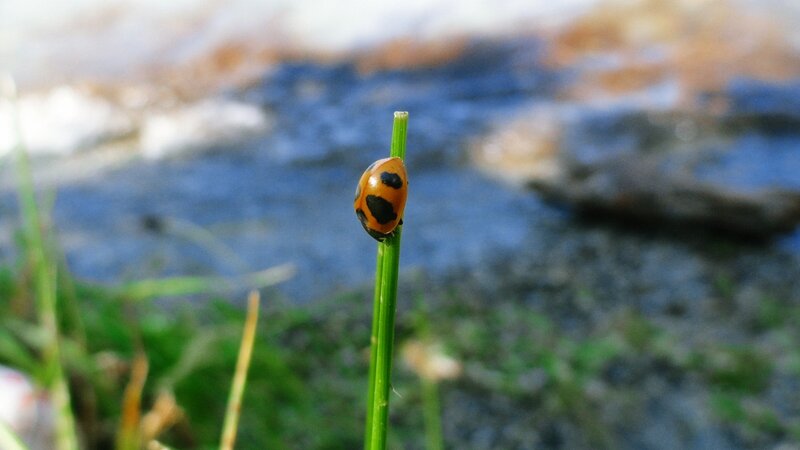 ladybug on a blade of grass