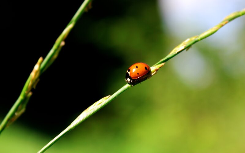 ladybug on a blade of grass