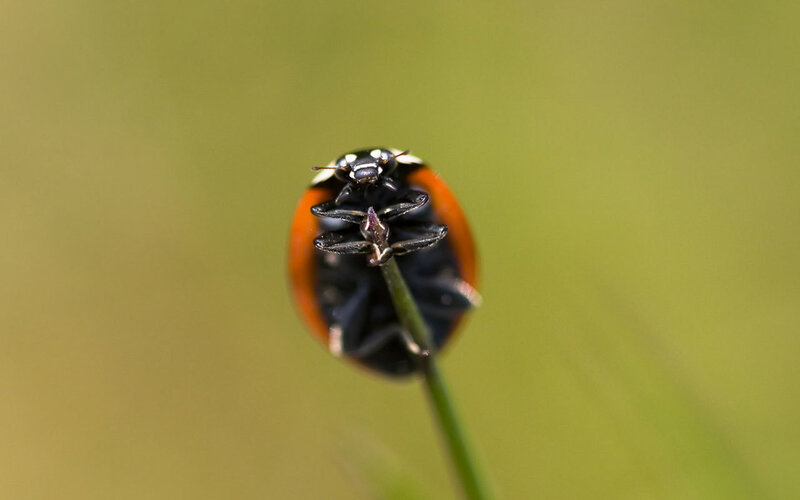ladybug on a blade of grass