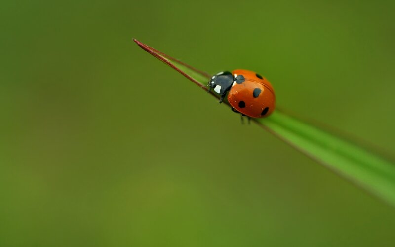 Ladybug on a Blade of Grass — Green, Serene