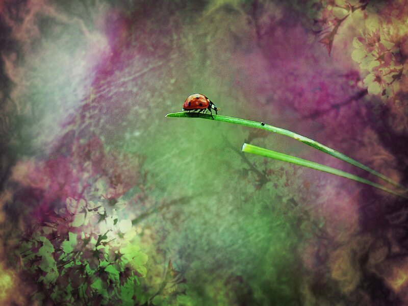 Ladybug on a Blade of Grass — Green