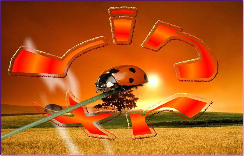 Ladybug on a Blade of Grass — Orange