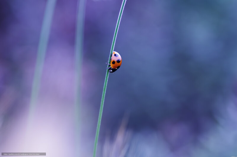 Ladybug on a Blade of Grass — Purple, Serene, Photograph