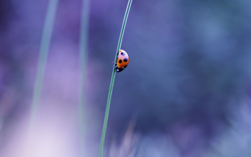 Ladybug on a Blade of Grass — Purple