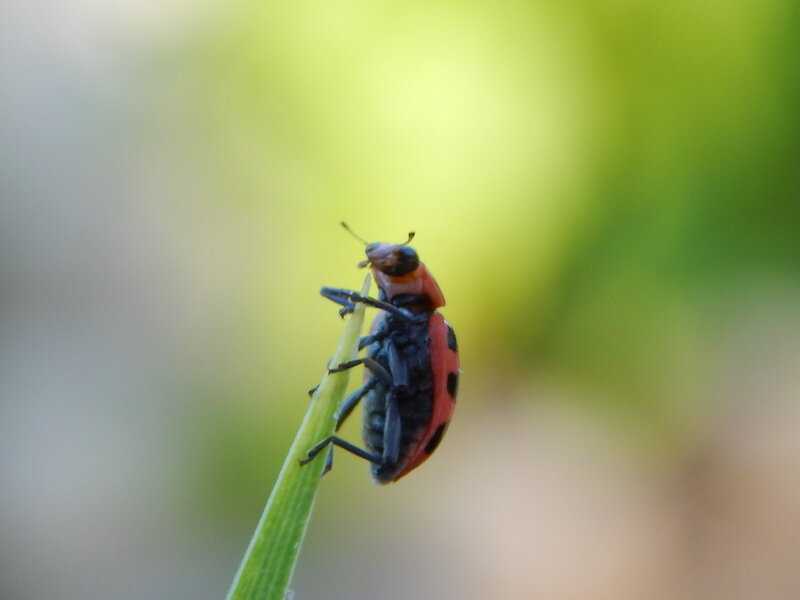 Ladybug on a Blade of Grass — Red, Calm