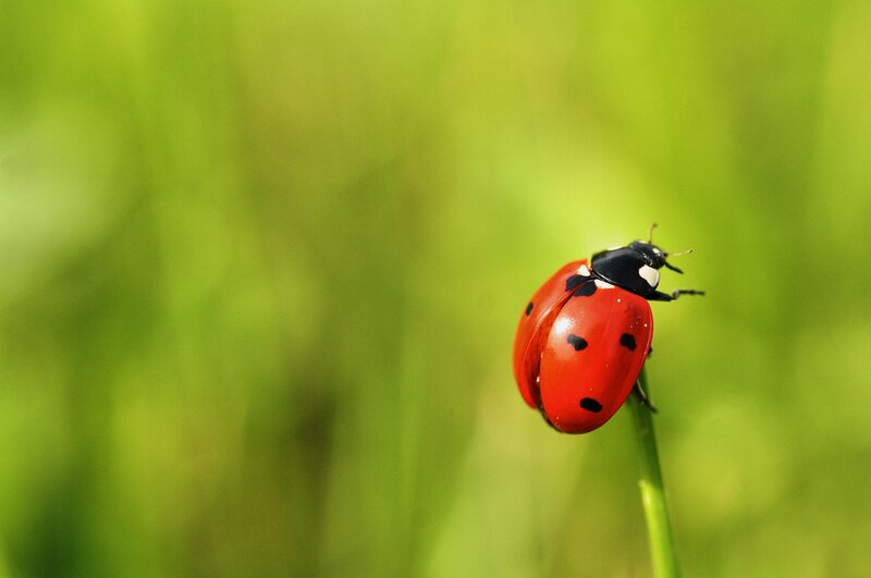 Ladybug on a Blade of Grass — Red, Serene