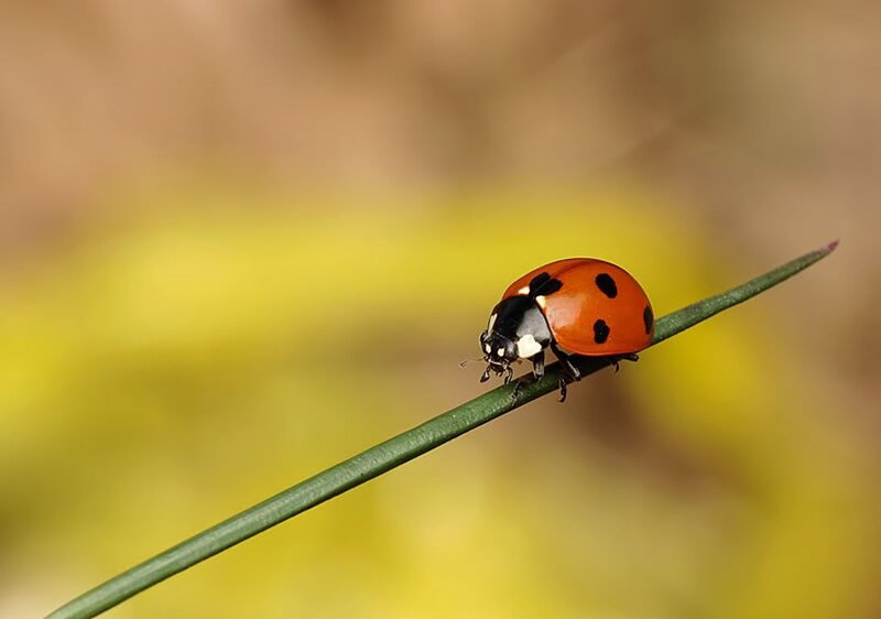 Ladybug on a Blade of Grass — Red