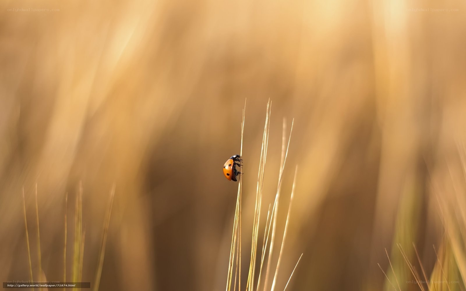 ladybug on a blade of grass