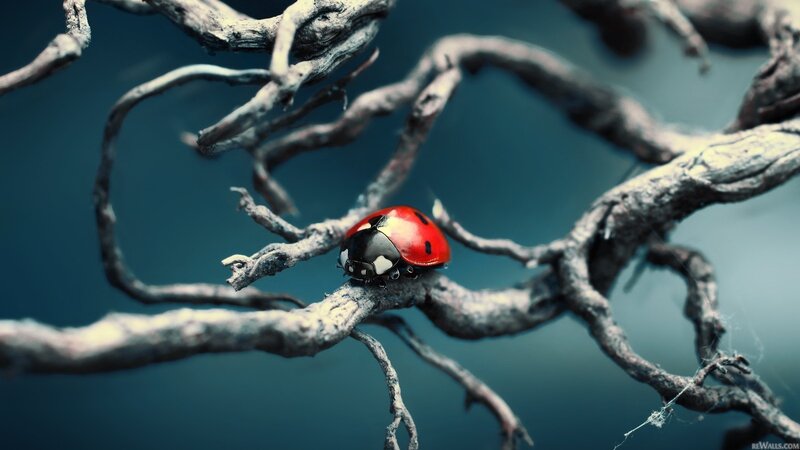 ladybug on a branch