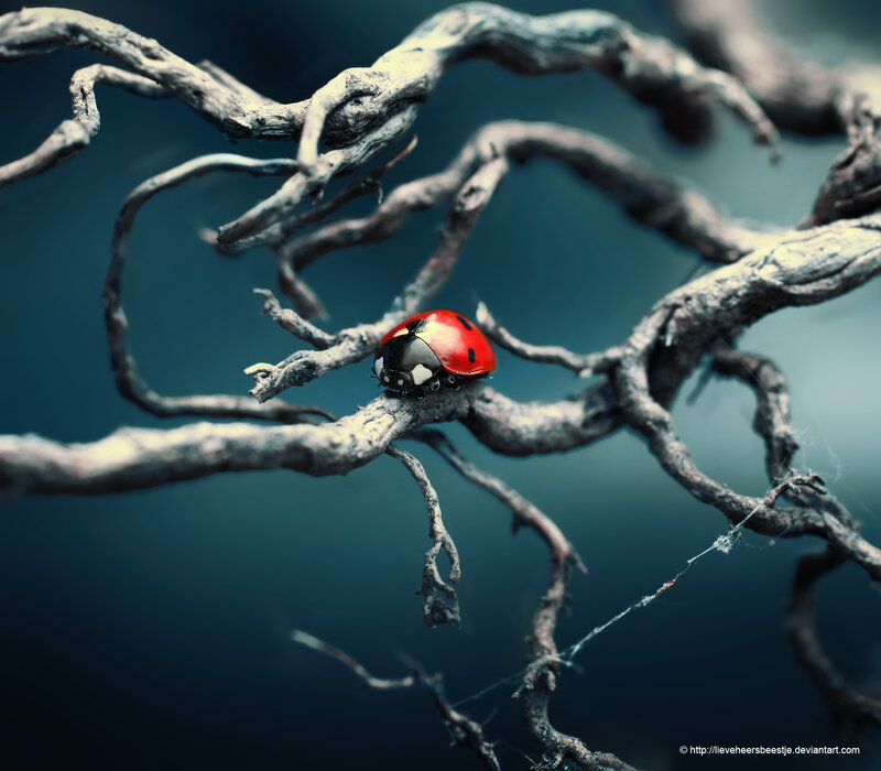 ladybug on a branch