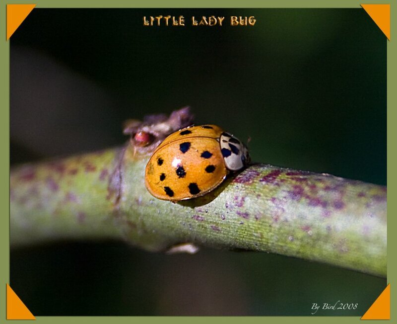 Ladybug on a Branch — Green, Calm
