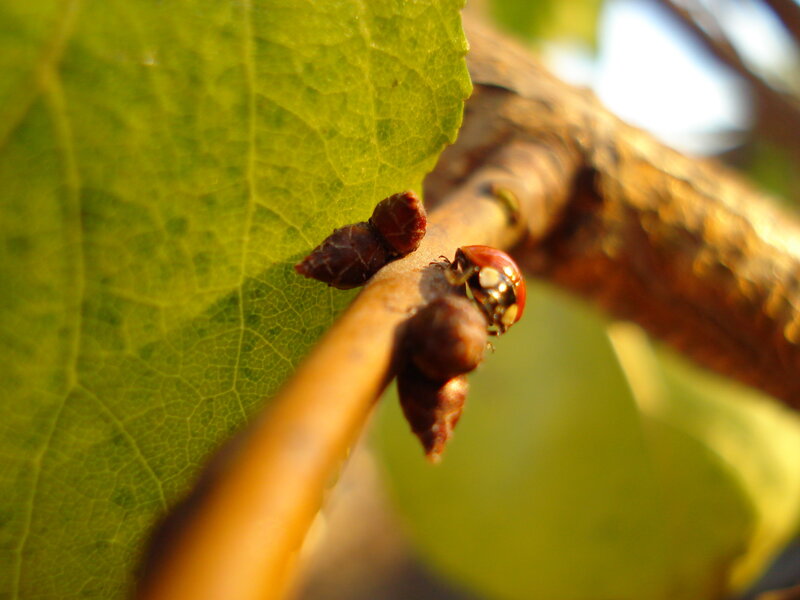 Ladybug on a Branch — Green