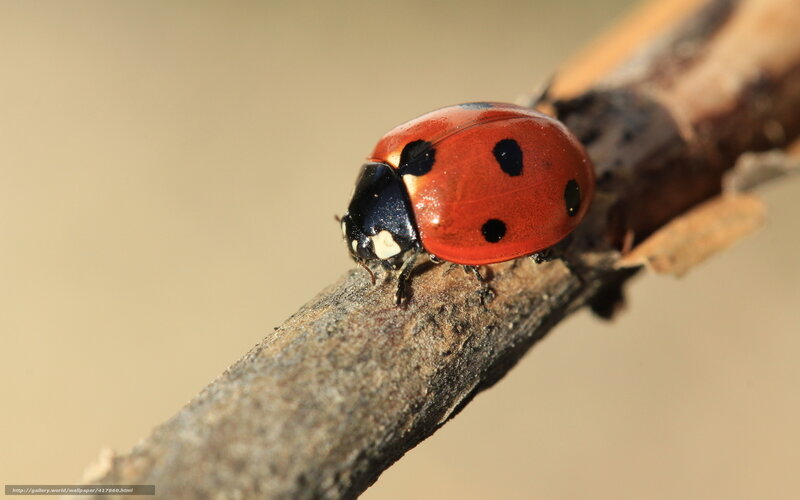 Ladybug on a Branch — Red, Calm, Afternoon