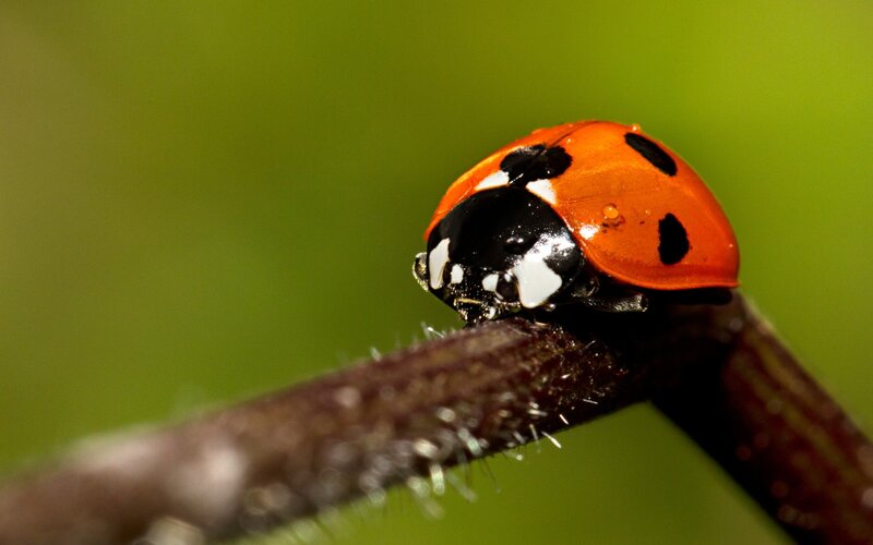 Ladybug on a Branch — Red, Calm, Photograph, Green Background