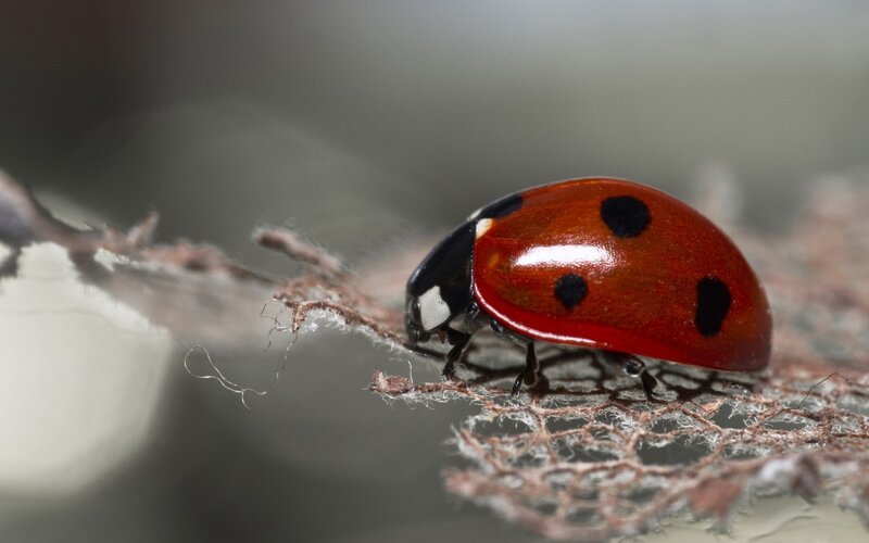 Ladybug on a Branch — Red, Calm