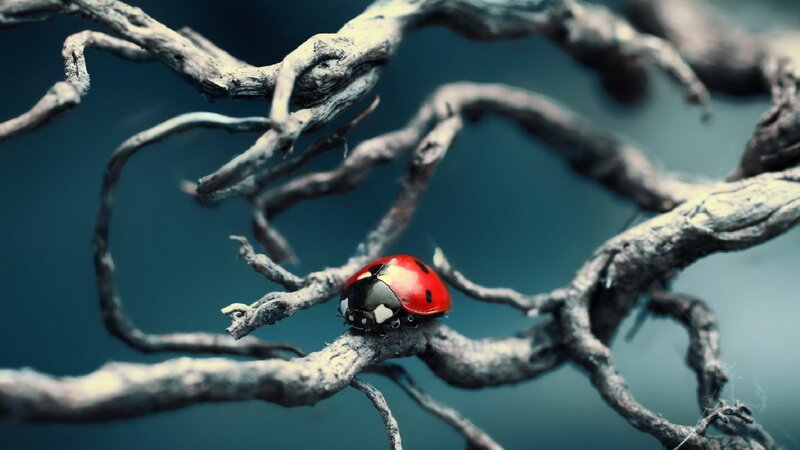 Ladybug on a Branch — Red, Dramatic, Photograph, Insect