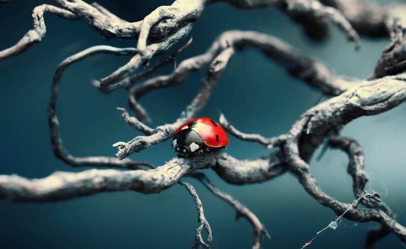 Ladybug on a Branch — Red, Dramatic, Photograph, Spiderweb