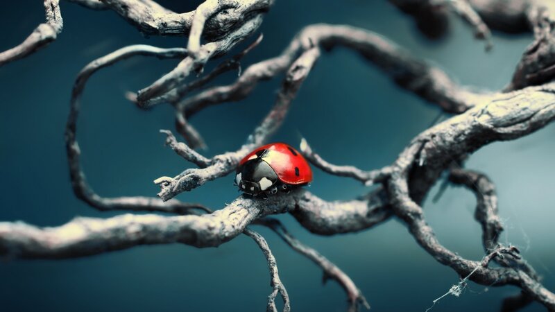 Ladybug on a Branch — Red, Dramatic, Photograph