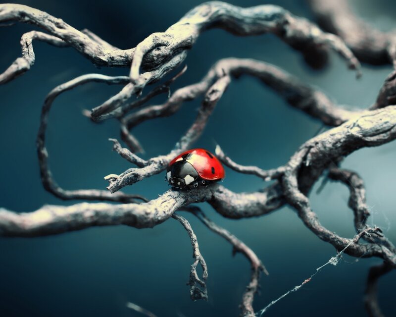 Ladybug on a Branch — Red, Dramatic