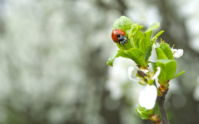 Ladybug on a Branch — Red, Serene