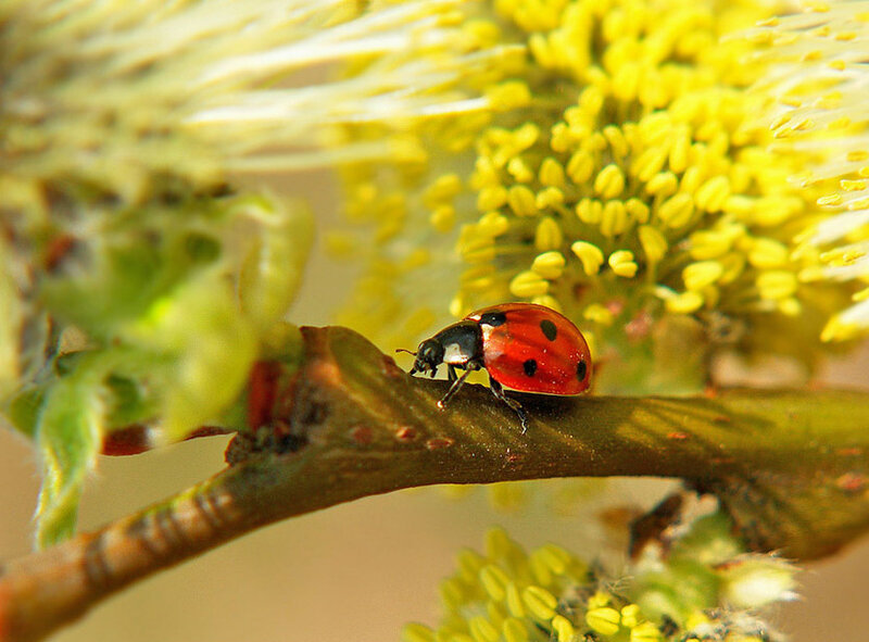 Ladybug on a Branch — Red