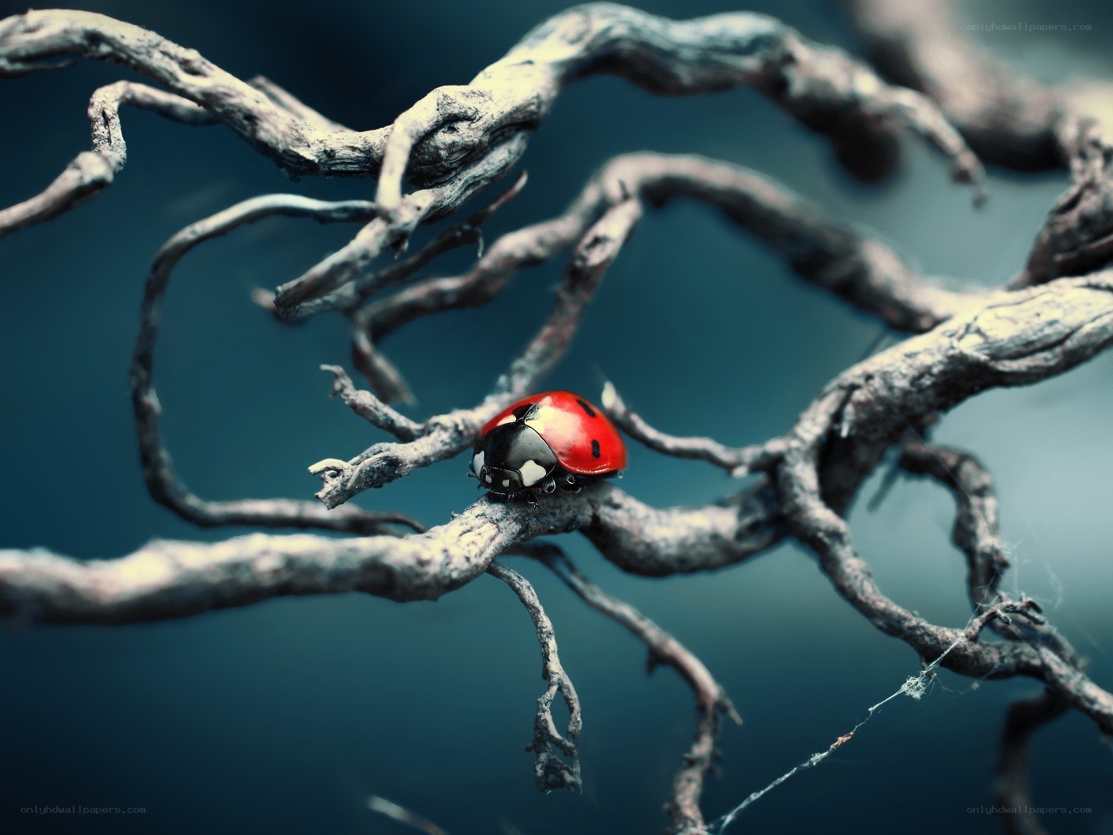 Ladybug on a branch
