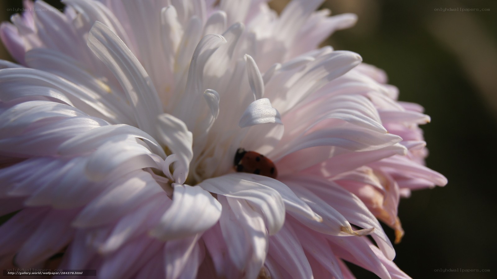 ladybug on a chrysanthemum