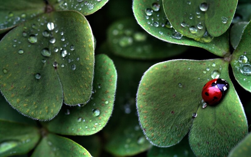 Ladybug on a clover leaf